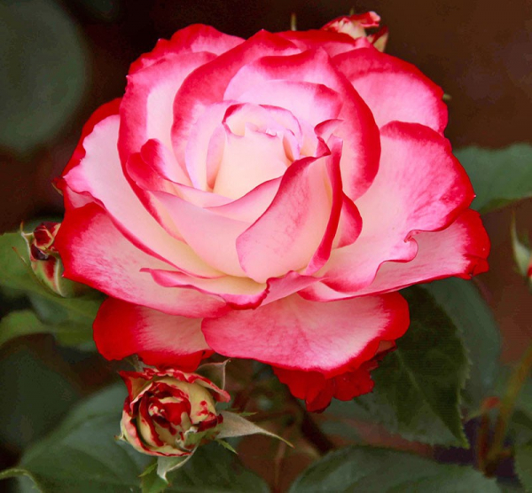 Секреты роскошного цветения розы Юбилей принца Монако